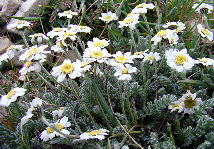 Achillea barrelieri / Millefoglio di Barrelier